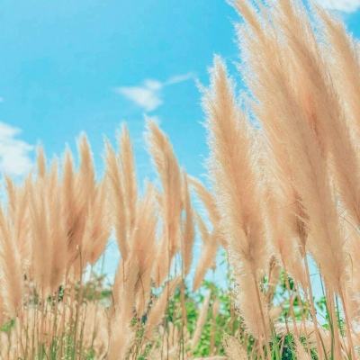 百球大师手游变态版下载